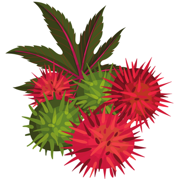 Fruit Vector Illustration